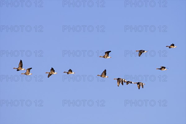 Flock of greater white-fronted geese