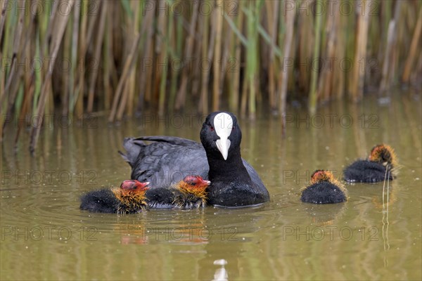 Eurasian coot