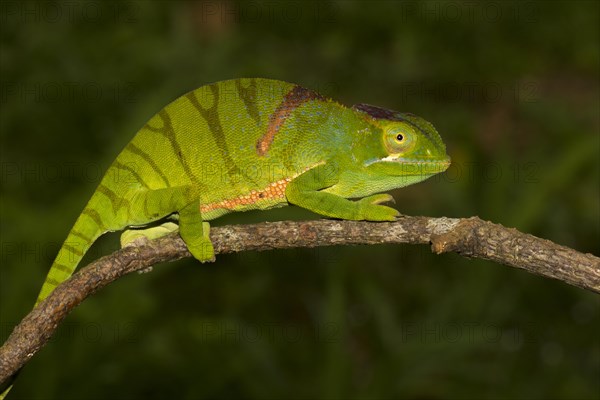 Timo's chameleon