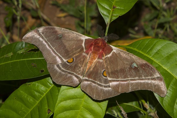 Madagascar emperor moth