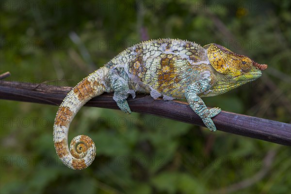 Variegated chameleon