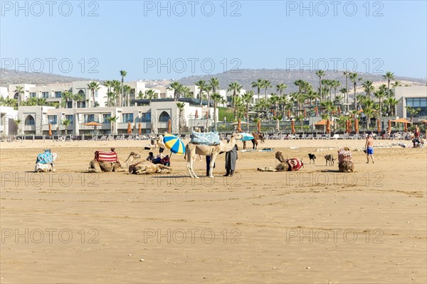 Camels on sandy beach in front of hotels