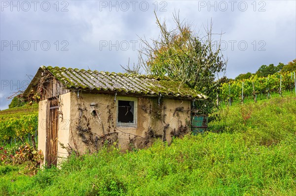 Winegrower's hut in autumn vineyard