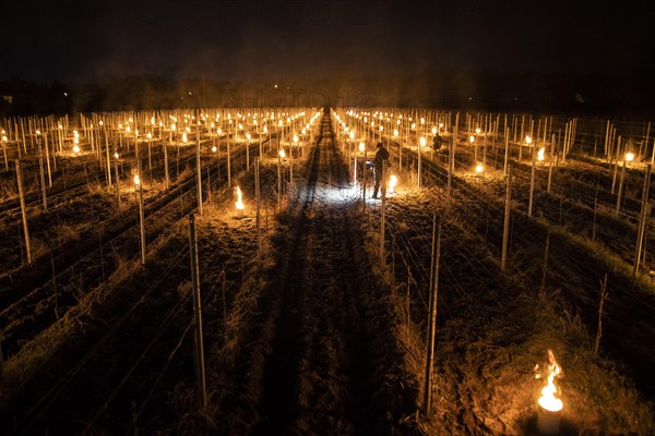 Fires loom on the vineyard of Wackerbarth Castle in Weinboehla