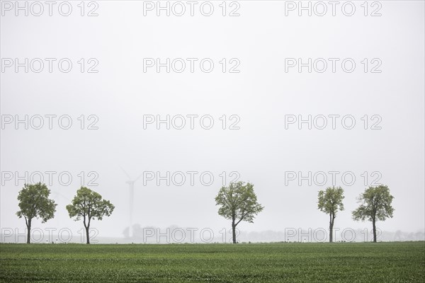 Trees along a country road stand out in front of wind turbines in Vierkirchen