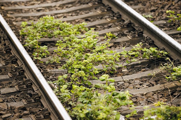 Weeds growing in a track. Berlin