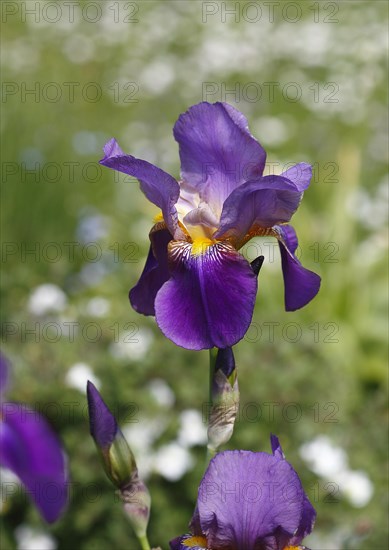 German lily hybrid