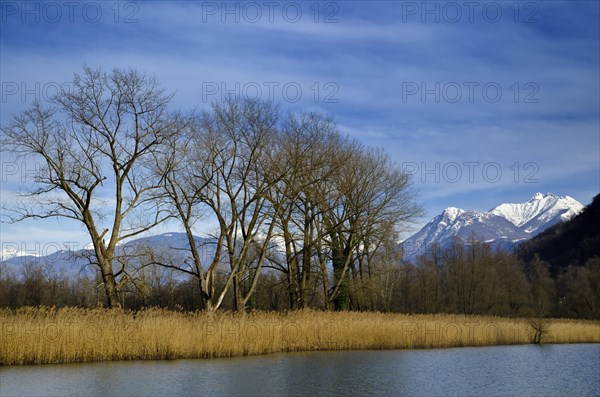 Bare Trees and pampas grass on the waterfront with snow-capped mountain in Ticino