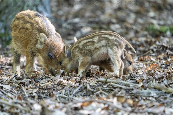 Wild boar