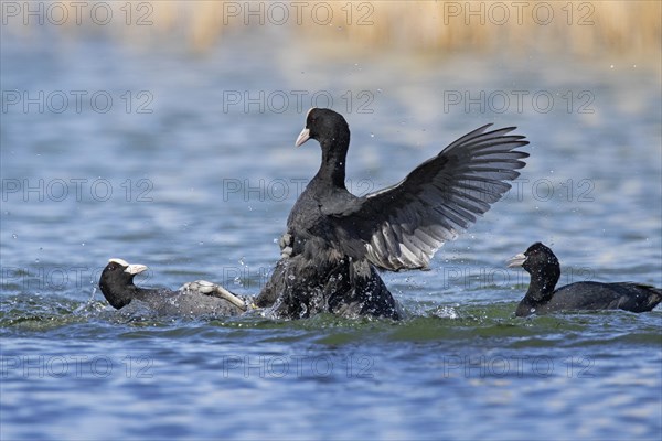 Aggressive territorial Eurasian coot