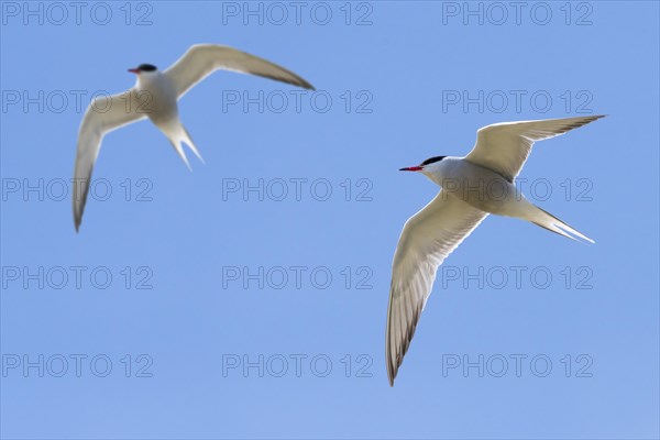 Two common terns