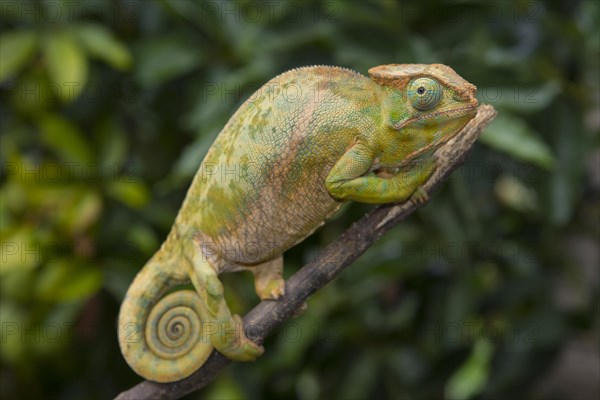 Two-striped chameleon