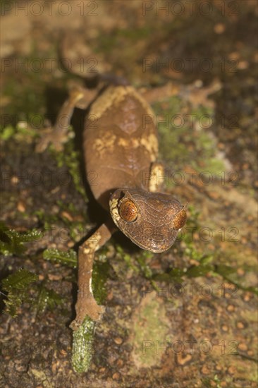 Rare leaf-tailed gecko