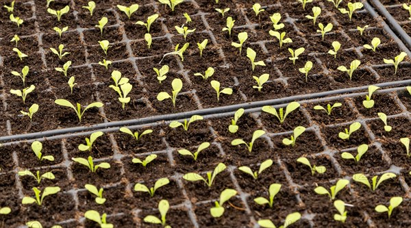 Plant seedlings growing in seed tray of compost