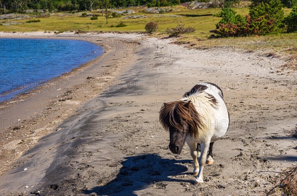 Free-roaming and foraging Shetland pony on the northern beach of South Koster Island