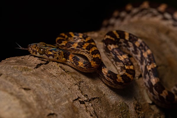 Ampijoroa tree snake