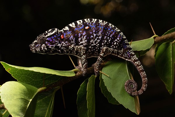 Rediscovered female voeltzkow's chameleon