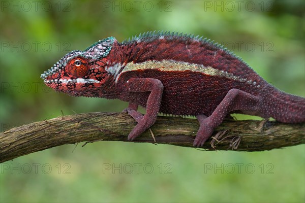 Male panther chameleon