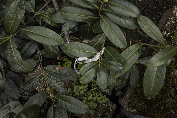 Discarded FFP2 masks lying in nature