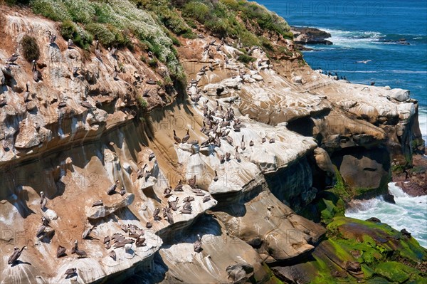 Brown pelicans at La Jolla cliffs