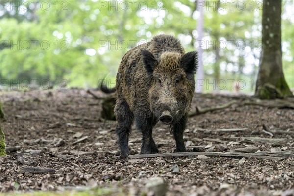 Wild boar