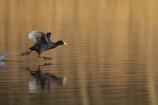 Eurasian Coot