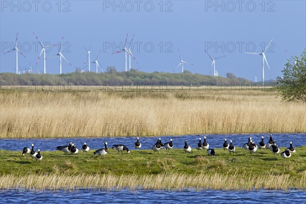 Flock of Barnacle Geese