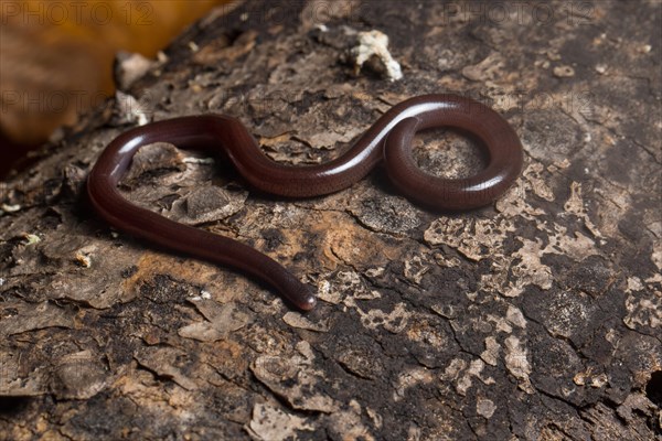 Blind snake