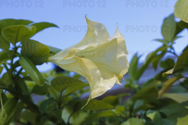 Angel's trumpet