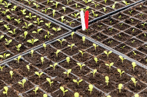 Plant seedlings growing in seed tray of compost