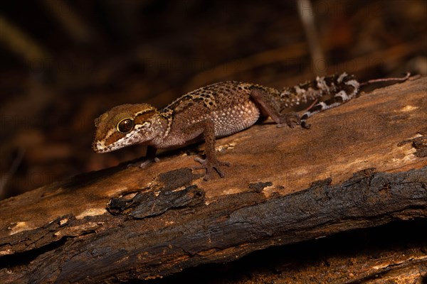 Stumpff's ground gecko