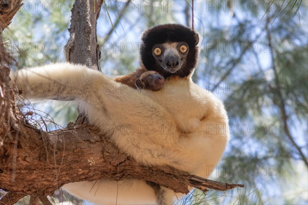 Female crowned sifaka