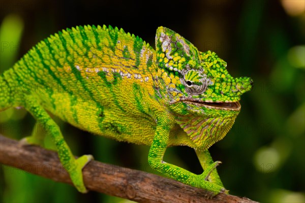 Rediscovered male voeltzkow's chameleon