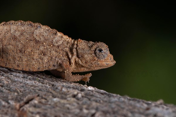 Ankarana ground chameleon