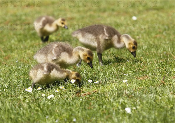 Four chicks of Canada geese