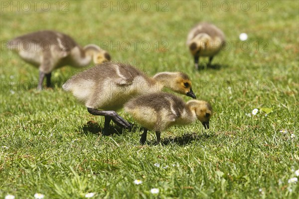 Four chicks of Canada geese