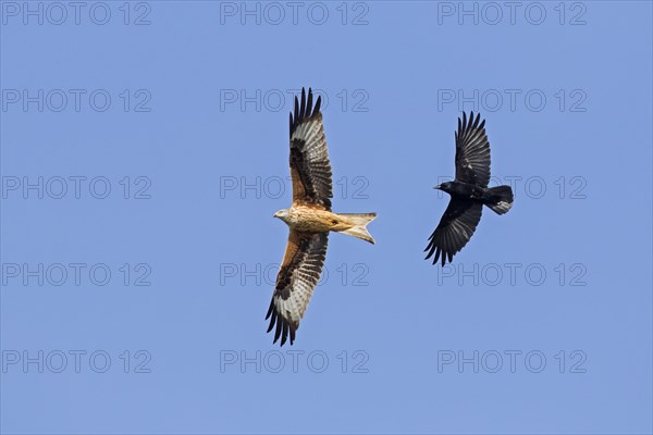 Red kite