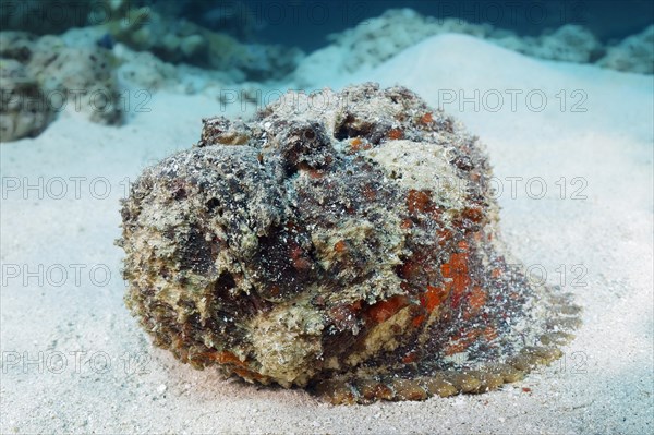 Reef stonefish