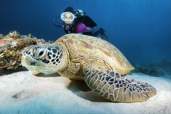 Diver watching green turtle