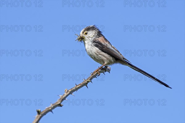 Long-tailed tit