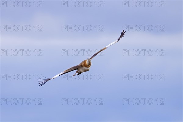 Great bustard