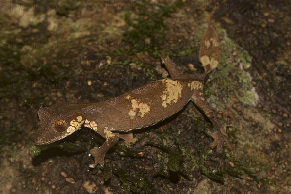 Rare leaf-tailed gecko