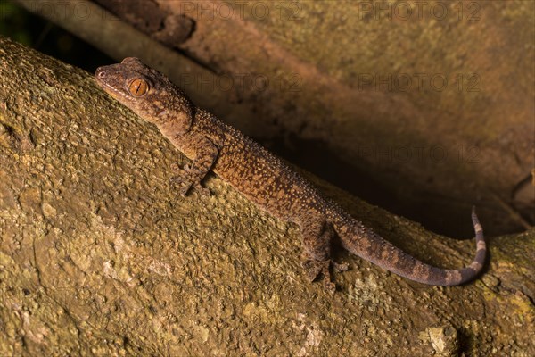 Velvet gecko