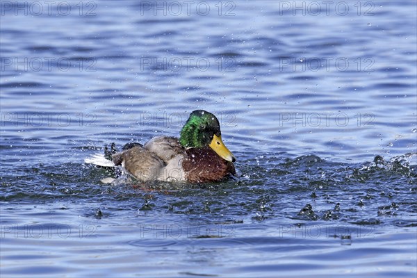 Mallard