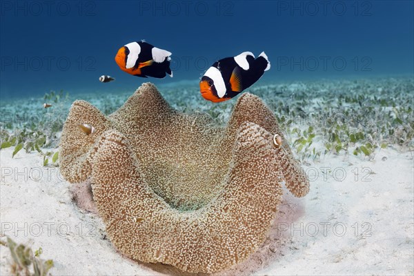 Pair of saddleback clownfish