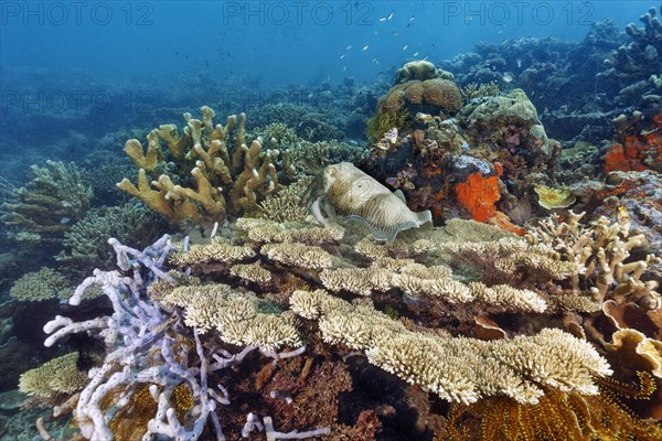 Broad-armed Sepia or broad-clipped Sepia