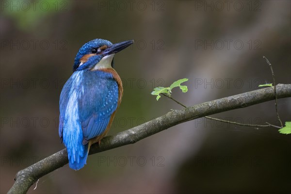 Common kingfisher