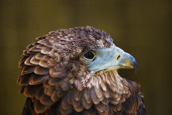 Bateleur