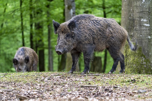 Wild boar