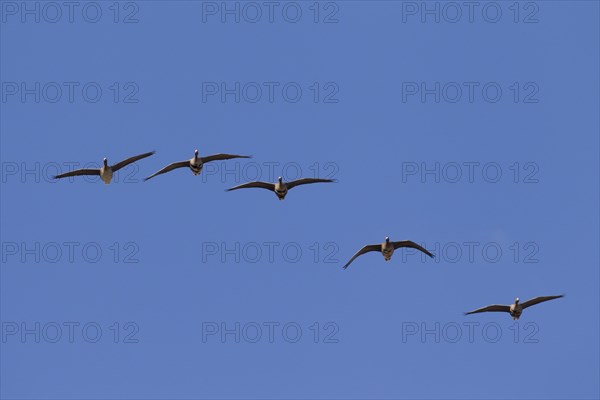 Greater white-fronted geese